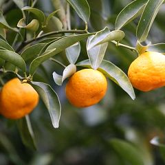 56位のイメージ