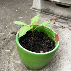 25位のイメージ