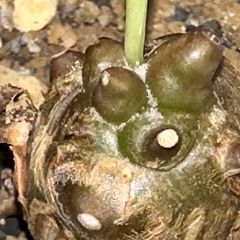 96位のイメージ