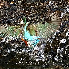 17位のイメージ