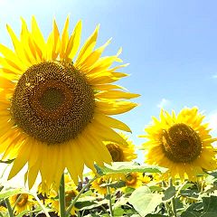 99位のイメージ