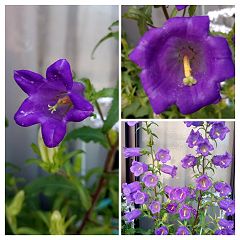 15位のイメージ