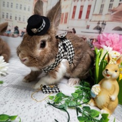 30位のイメージ