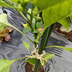 39位のイメージ