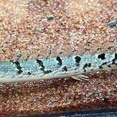 36位のイメージ