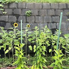 195位のイメージ