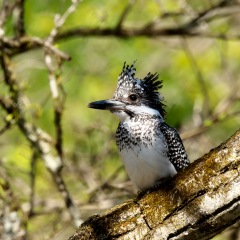 79位のイメージ