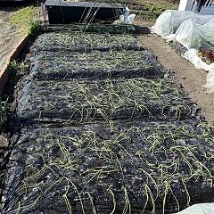 25位のイメージ