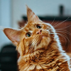 11位のイメージ