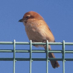 167位のイメージ