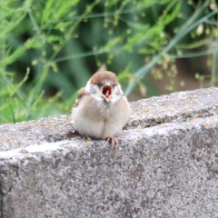 28位のイメージ