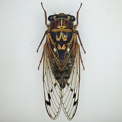 21位のイメージ