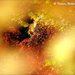 73位のイメージ