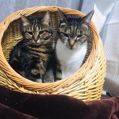 459位のイメージ