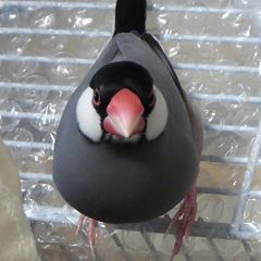 85位のイメージ