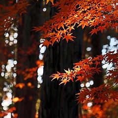 79位のイメージ