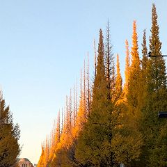 39位のイメージ