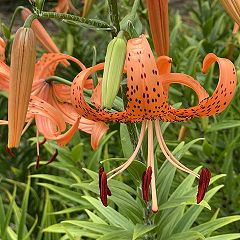 43位のイメージ