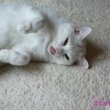 458位のイメージ