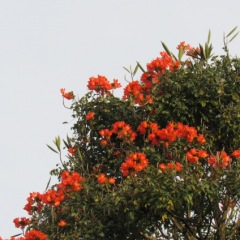 81位のイメージ