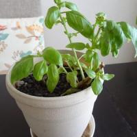 33位のイメージ