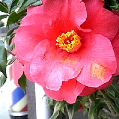 13位のイメージ