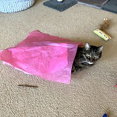 57位のイメージ