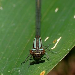 83位のイメージ