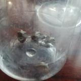 39位のイメージ