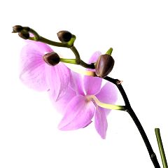 75位のイメージ