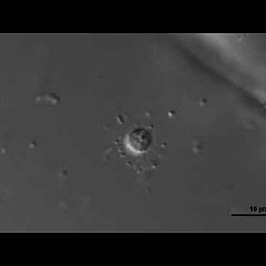 51位のイメージ