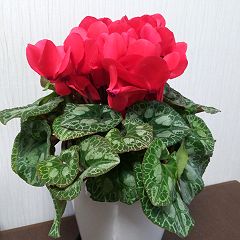 203位のイメージ