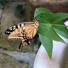 88位のイメージ