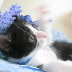 1157位のイメージ