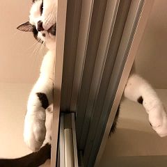 84位のイメージ