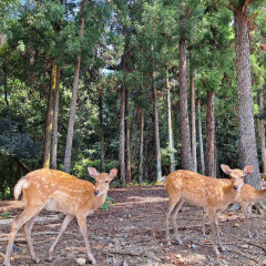 29位のイメージ