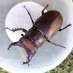 66位のイメージ