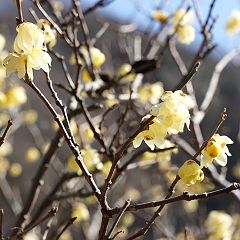 125位のイメージ